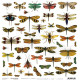 Hoja Recortables Craft O'clock 30x30 cms. Insectos