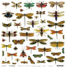 Hoja Recortables Craft O'clock 30x30 cms. Insectos